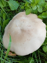 Lepista personata