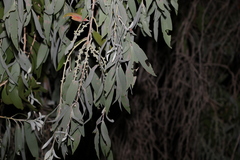Melaleuca leucadendra