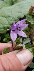 Campanula pallida
