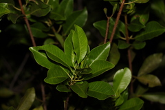 Excoecaria agallocha