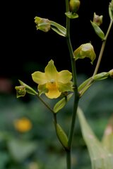 Cyrtopodium flavum