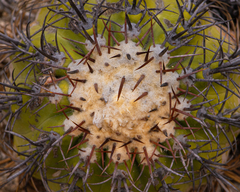 Copiapoa longistaminea