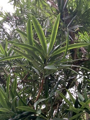 Podocarpus macrophyllus