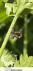 Nematocampa
