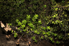 Excoecaria agallocha