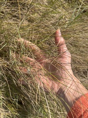 Sporobolus pumilus