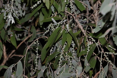 Melaleuca leucadendra