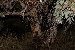 Melaleuca leucadendra