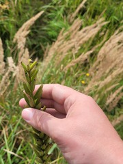 Oenothera