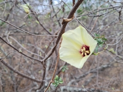 Distimake kentrocaulos