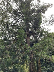 Podocarpus macrophyllus