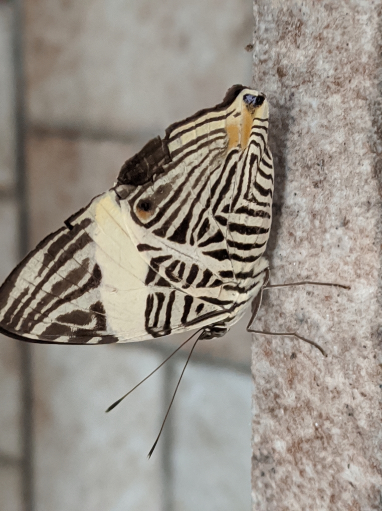 Colobura Colobura from Feijó, AC, 69960-000, Brasil on October 15, 2022 at 07:55 ...