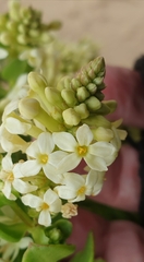 Stackhousia spathulata