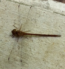 Triacanthagyna caribbea