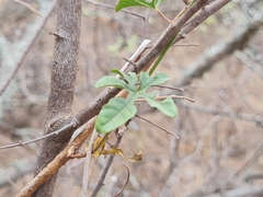 Distimake kentrocaulos