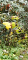 Salvia campanulata