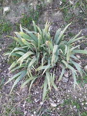 Iris × hybrida