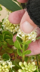 Stackhousia spathulata