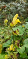 Salvia campanulata