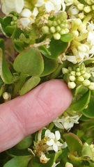 Stackhousia spathulata
