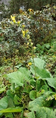 Salvia campanulata