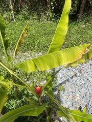 Musa coccinea