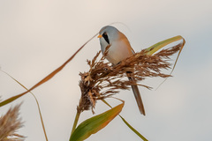 Panurus biarmicus