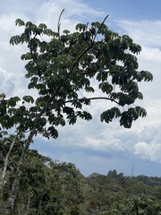 Cecropia peltata