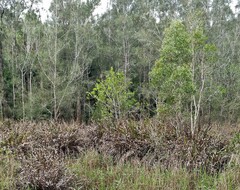 Acrostichum speciosum