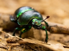 Trypocopris vernalis