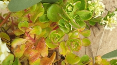 Stackhousia spathulata