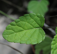 Salvia podadena