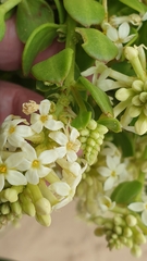 Stackhousia spathulata