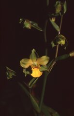 Cyrtopodium flavum