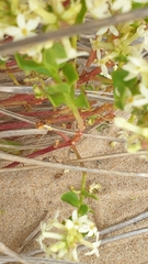 Stackhousia spathulata