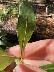 Stigmella betulicola