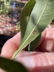 Stigmella betulicola