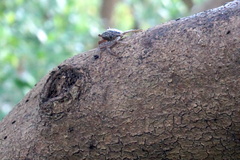 Aratus pisonii