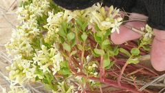 Stackhousia spathulata