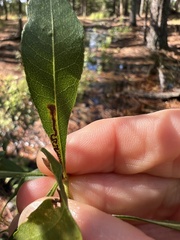 Stigmella betulicola