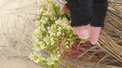 Stackhousia spathulata