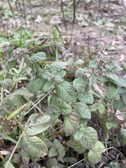 Menthinae