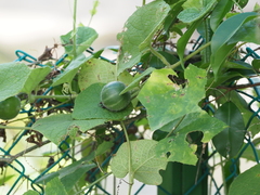 Trichosanthes scabra