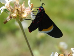Mysoria barcastus