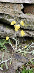 Pseudognaphalium affine
