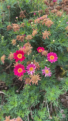 Argyranthemum frutescens