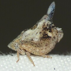Mistharnophantia