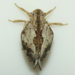 Mistharnophantia