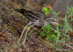 Burhinus indicus