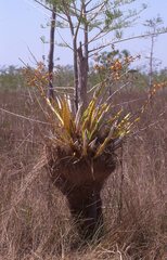 Cyrtopodium punctatum